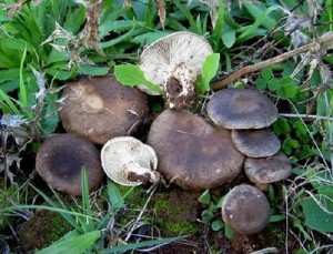 ferlenghi