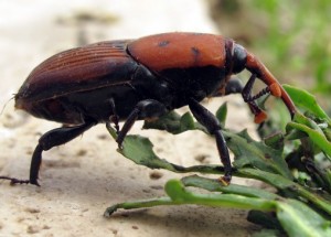 punteruolo rosso
