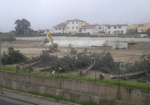 alberi gedila