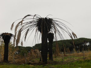 palme s. marinella