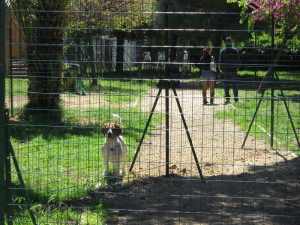 park dog antonelli