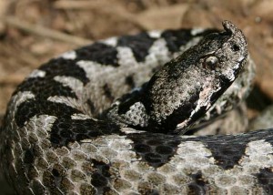 vipera