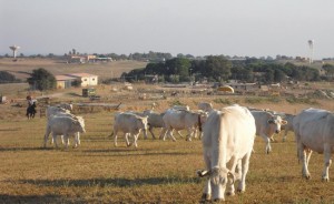 pizzo del prete