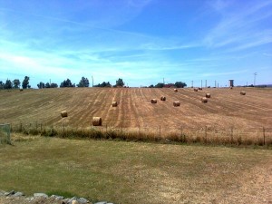 agricoltura grano