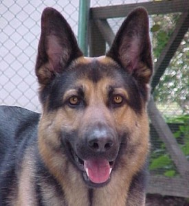 cane