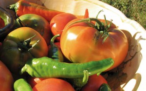 agricoltura biologica