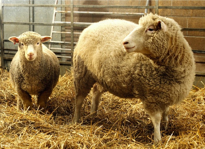 DOLLY CLONE