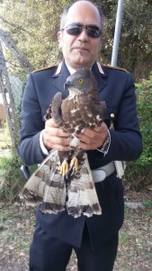 falco 1