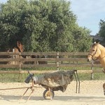 team roping4