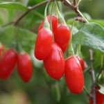 bacche-di-goji