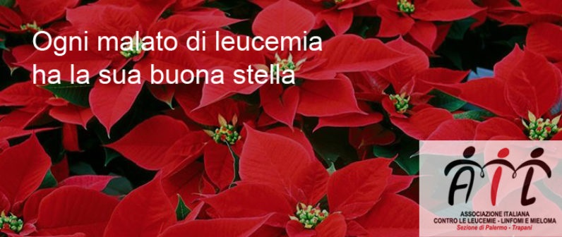 Stella Di Natale Piazze Italiane.Cerveteri Solidarieta In Piazza Aldo Moro Le Stelle Di Natale Dell Ail Centumcellae News